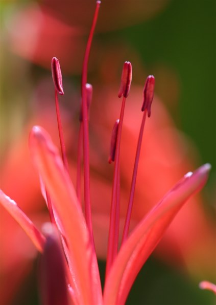 CANON EF180mm F3.5L マクロ USMで撮影された写真 - 価格.com