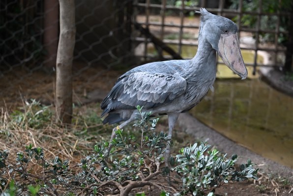 ニコン Z5II ボディ 価格比較 - 価格.com