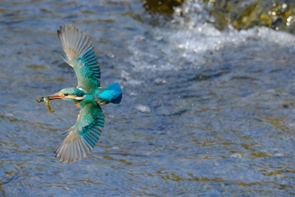 富士フイルム FUJIFILM X-H2S ボディ 価格比較 - 価格.com