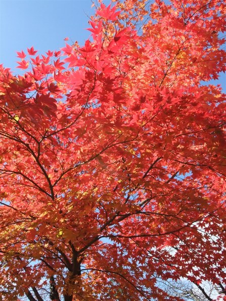 富士フイルム FinePix F200EXRで撮影された写真 - 価格.com