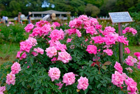 ぱんだ 様専用】FUJIFILM X100Ⅵ シルバー 日英2言語設定モデル 富士