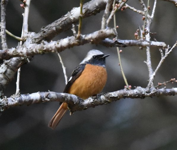 Nikon D750 ボディ (写真に写ってるもの) ニコン D750 ボディで撮影された写真 - 価格.com