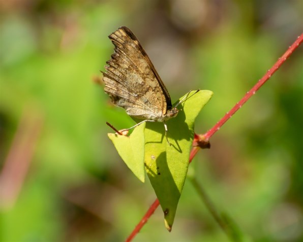 ニコン AF-S VR Zoom-Nikkor 70-300mm f/4.5-5.6G IF-EDで撮影された