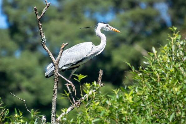 ニコン AF-S VR Zoom-Nikkor 70-300mm f/4.5-5.6G IF-EDで撮影された