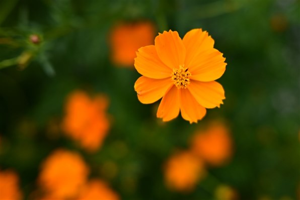 花♢ブルーレイ♢新WIN10♢大容量750G♢CORE-I5♢WEBカメラ 花♢ブルーレイ♢新WIN10♢大容量750G♢CORE-I5♢WEBカメラ Amazon.co