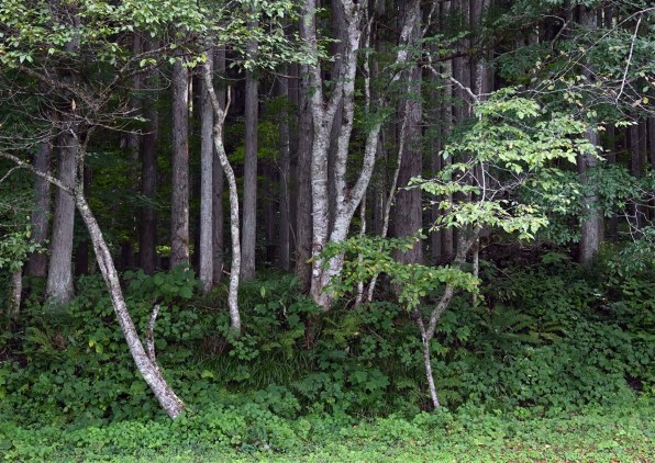 ニコン NIKKOR Z 28-400mm f/4-8 VRで撮影された写真 - 価格.com