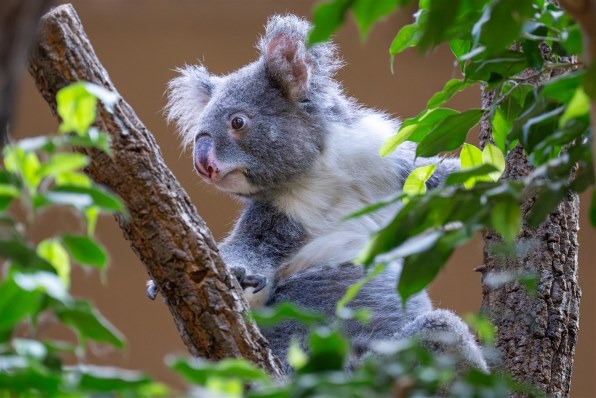 SONY α7C II ILCE-7CM2L ズームレンズキット [シルバー]投稿画像・動画