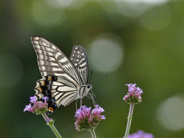 パナソニック LUMIX DMC-FZ1000で撮影された写真 - 価格.com