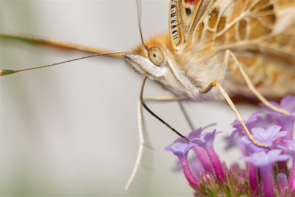 【作例あり】Panasonic LUMIX DMC-FZ1000 デジタルカメラ パナソニック LUMIX DMC-FZ1000で撮影された写真 - 価格.com