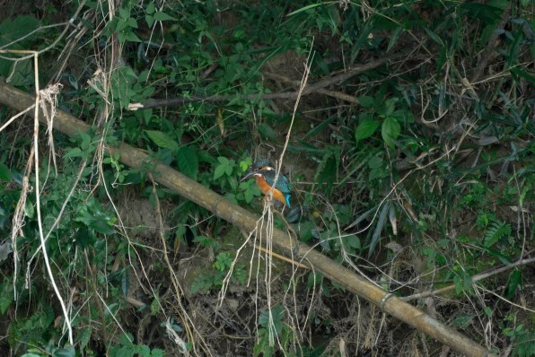 ニコン AF-S VR Zoom-Nikkor 70-300mm f/4.5-5.6G IF-EDで撮影された