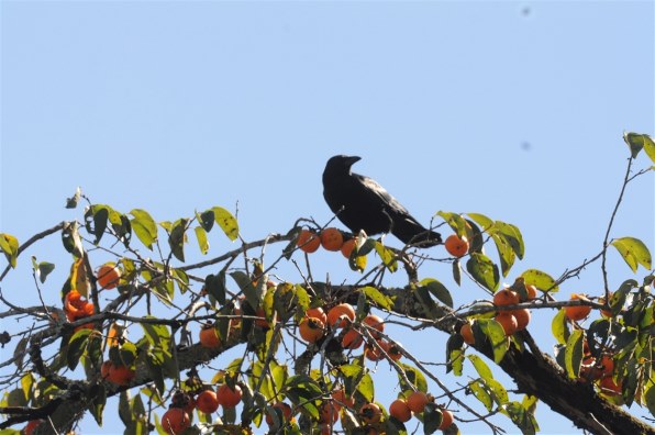 ☆撮影枚数3,229枚・ジャンク品☆ ニコン D90 ボディ #20912 ニコン