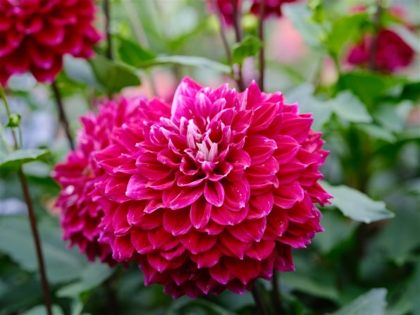 【美品】フジノンレンズ GF110mm F2 R LM WR 富士フイルム カメラレンズ GF110mmF2 R LM WR FUJINON（フジノン） [FUJIFILM G /単