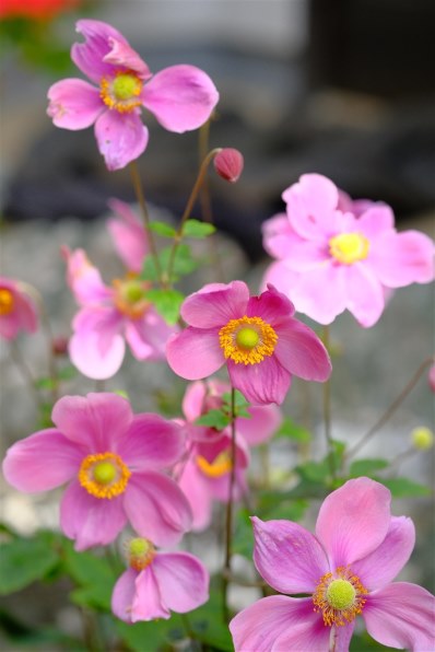 富士フイルム FUJIFILM X-T5 ボディ 価格比較 - 価格.com