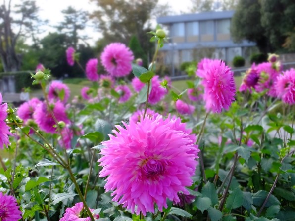 富士フイルム FinePix F1000EXR [レッド]で撮影された写真 (掲示板