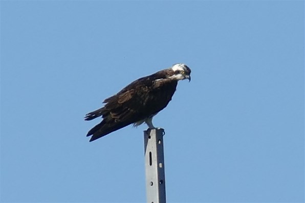 パナソニック LUMIX DMC-FZ1000で撮影された写真 - 価格.com