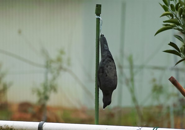 シグマ SIGMA sd Quattro 30mm F1.4 DC HSM Art レンズキット 価格比較