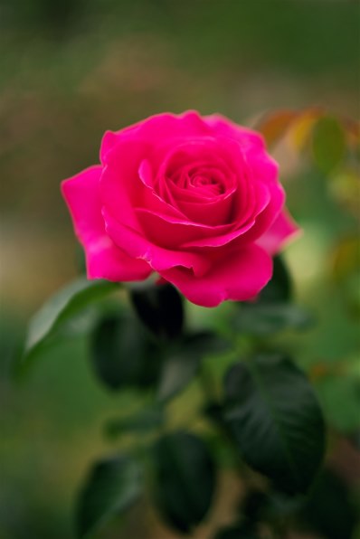 SONY Planar T* FE 50mm F1.4 ZA SEL50F14Z投稿画像・動画 - 価格.com