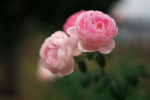 SONY Planar T* FE 50mm F1.4 ZA SEL50F14Z投稿画像・動画 - 価格.com