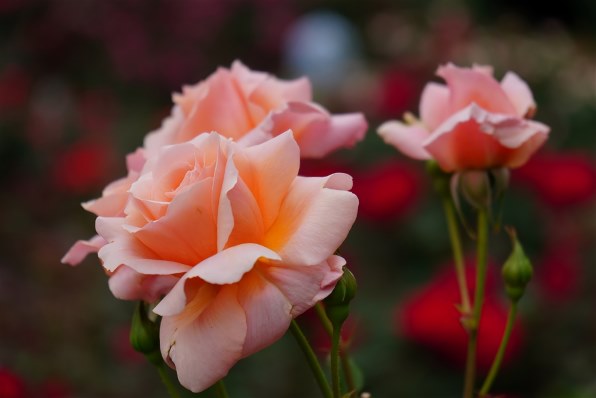 SONY Planar T* FE 50mm F1.4 ZA SEL50F14Z投稿画像・動画 - 価格.com