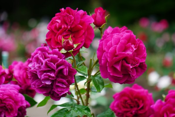 SONY Planar T* FE 50mm F1.4 ZA SEL50F14Z投稿画像・動画 - 価格.com