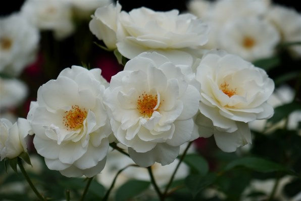 SONY Planar T* FE 50mm F1.4 ZA SEL50F14Z投稿画像・動画 - 価格.com