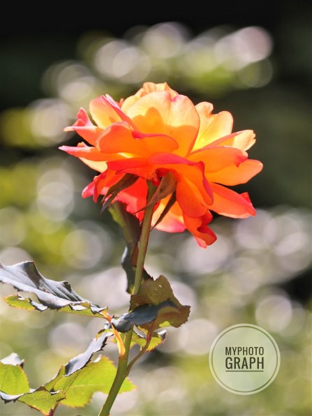 【写真追加】SONY Planar FE 50mm F1.4 SEL50F14Z Planar T* FE 50mm F1.4 ZA | デジタル一眼カメラα（アルファ） | ソニー