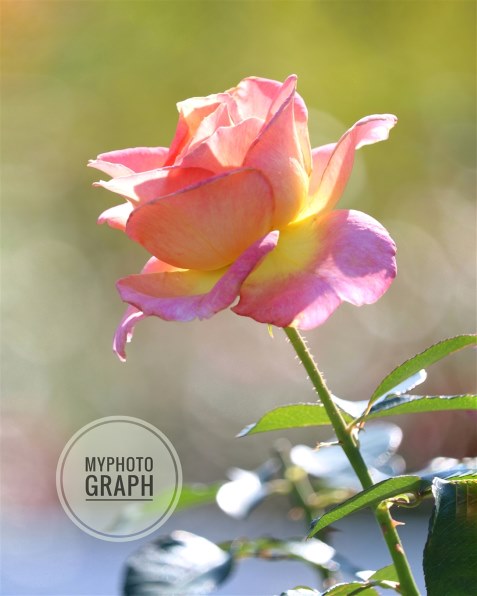 【写真追加】SONY Planar FE 50mm F1.4 SEL50F14Z Planar T* FE 50mm F1.4 ZA | デジタル一眼カメラα（アルファ） | ソニー