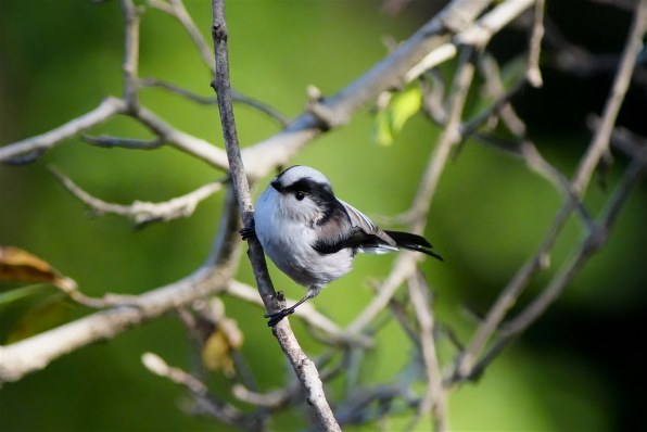 SONY α7C II ILCE-7CM2L ズームレンズキット [シルバー]投稿画像・動画