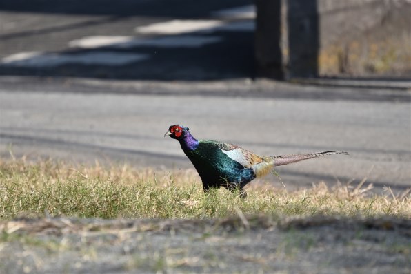 Nikon D750 ボディ (写真に写ってるもの) ニコン D750 ボディで撮影された写真 - 価格.com