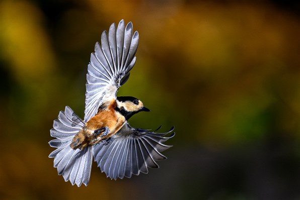 デジタル一眼カメラ ニコンなんでも掲示板のクチコミ - 価格.com