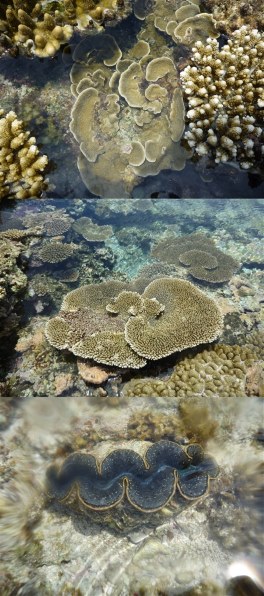 パナソニック LUMIX DMC-FT1で撮影された写真 - 価格.com