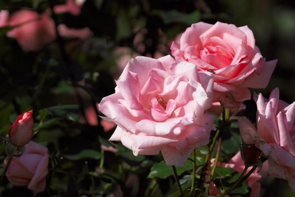 デジタルカメラなんでも掲示板のクチコミ - 価格.com