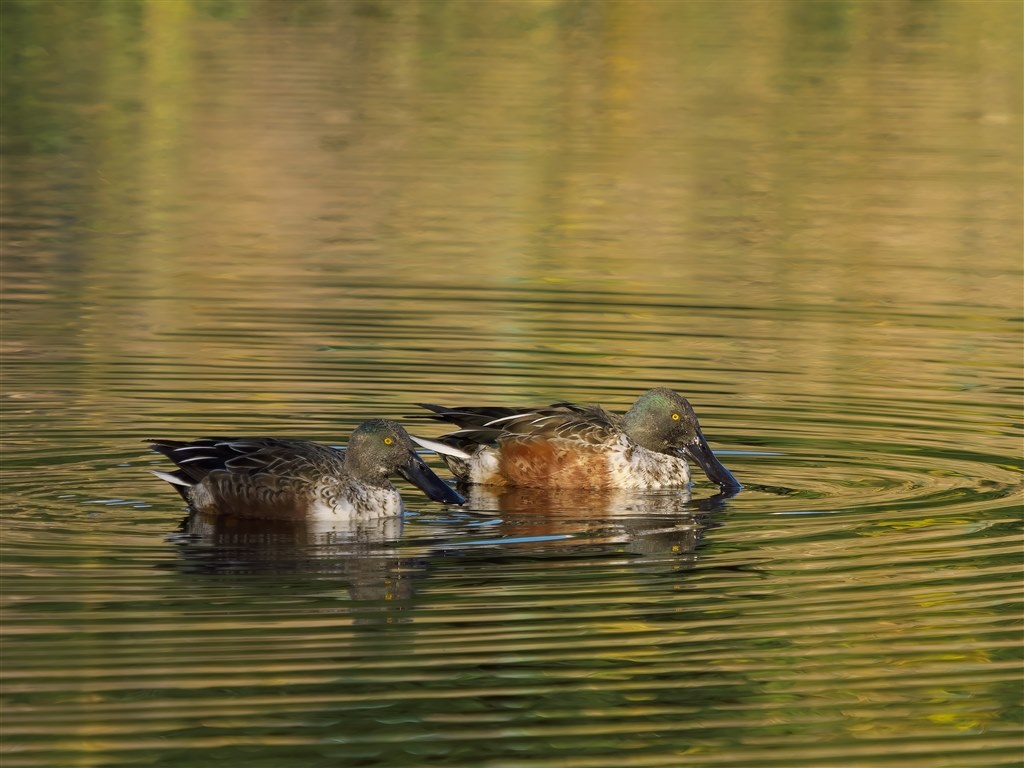 冬鳥シーズン前に・・・』 OMデジタルソリューションズ OM SYSTEM OM-1