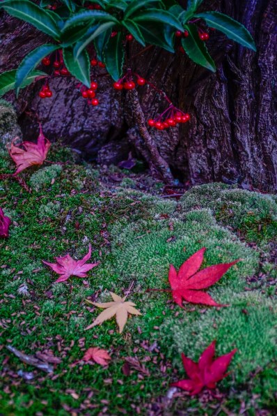 ニコン AF-S DX NIKKOR 18-140mm f/3.5-5.6G ED VRで撮影された写真