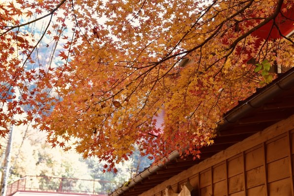 Nikon D750 ボディ (写真に写ってるもの) ニコン D750 ボディで撮影された写真 - 価格.com