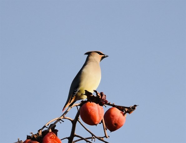 ニコン D750 ボディで撮影された写真 - 価格.com