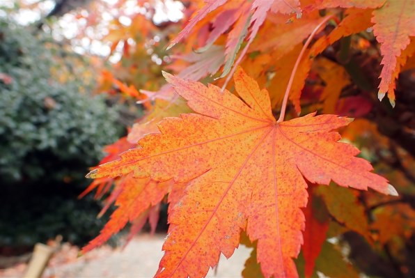 オリンパス OLYMPUS Tough TG-6 [レッド]で撮影された写真 - 価格.com