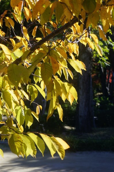 SONY α55 SLT-A55VY ダブルズームレンズキットで撮影された写真 - 価格.com