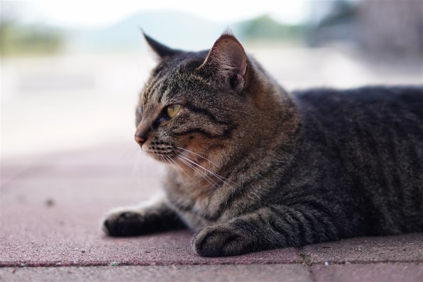 SONY E 50mm F1.8 OSS SEL50F18 (B) [ブラック]で撮影された写真