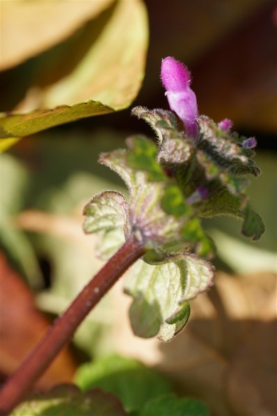 SONY α7R II ILCE-7RM2 ボディ 価格比較 - 価格.com