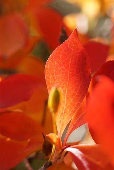 SONY α7R II ILCE-7RM2 ボディ投稿画像・動画 - 価格.com