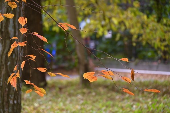 ニコン NIKKOR Z DX 50-250mm f/4.5-6.3 VRで撮影された写真 - 価格.com