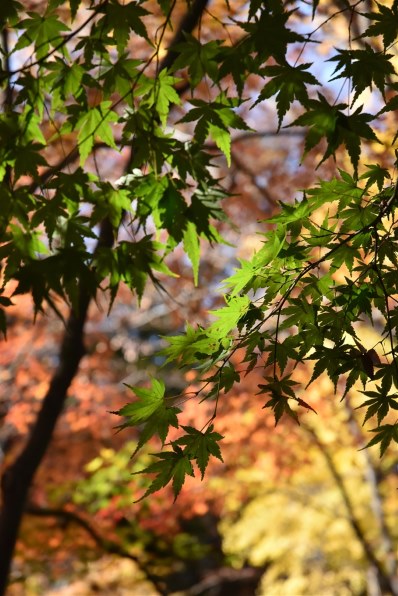 ニコン D3500 ダブルズームキットで撮影された写真 - 価格.com