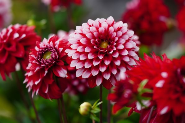 SONY α6400 ILCE-6400Y ダブルズームレンズキットで撮影された写真