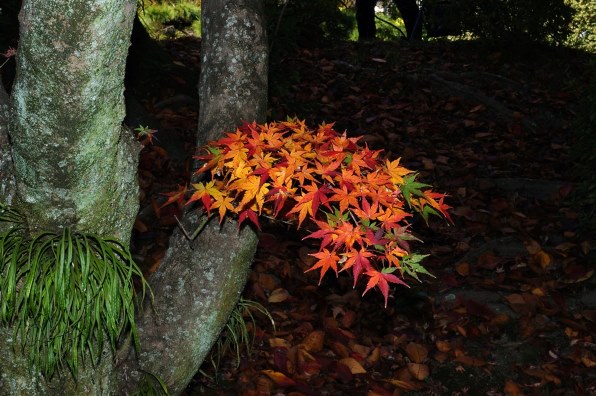 SONY DT35mm F1.8 SAM SAL35F18で撮影された写真 - 価格.com