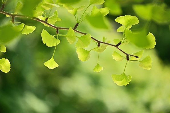 ニコン NIKKOR Z DX 50-250mm f/4.5-6.3 VRで撮影された写真 - 価格.com