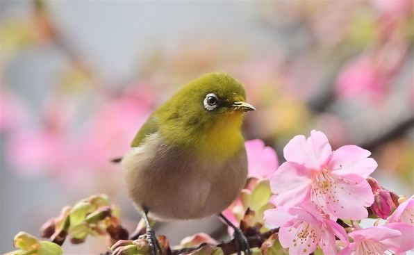 ⭕️動作品❤️4台セット★デジカメ★各メーカー揃い★今は、箱付き＋バッテリー付き 楽天市場】バイク バッテリー ディオZX/ディオSR/ライブディオ