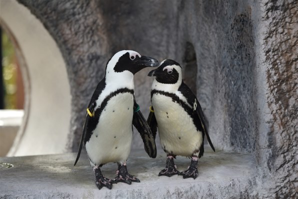 ニコン D750 ボディで撮影された写真 - 価格.com