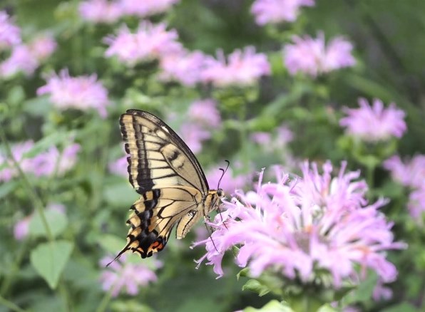 パナソニック LUMIX G MACRO 30mm/F2.8 ASPH./MEGA O.I.S. H-HS030で