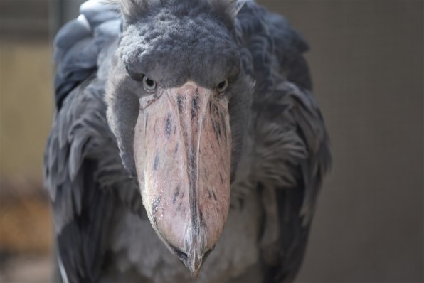 ニコン D750 ボディで撮影された写真 - 価格.com